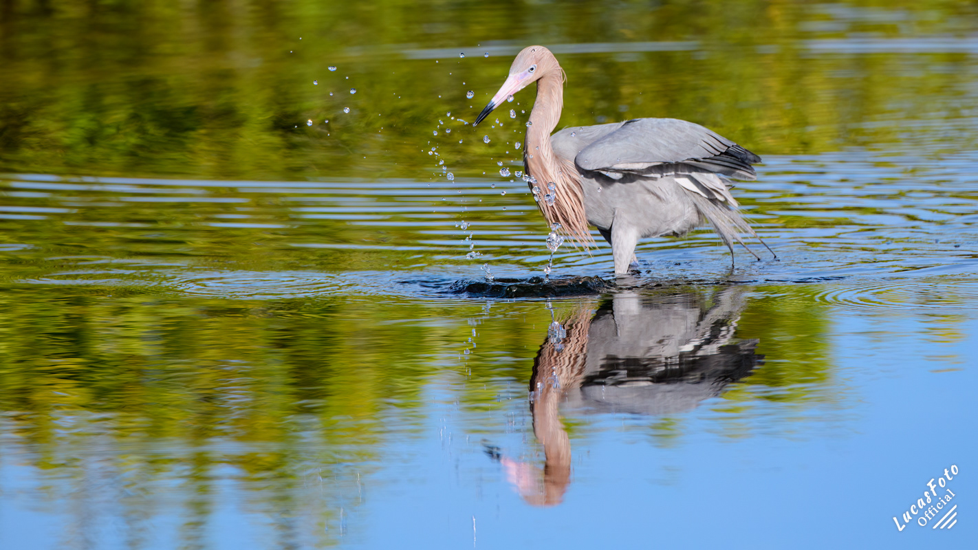Reddish Egret