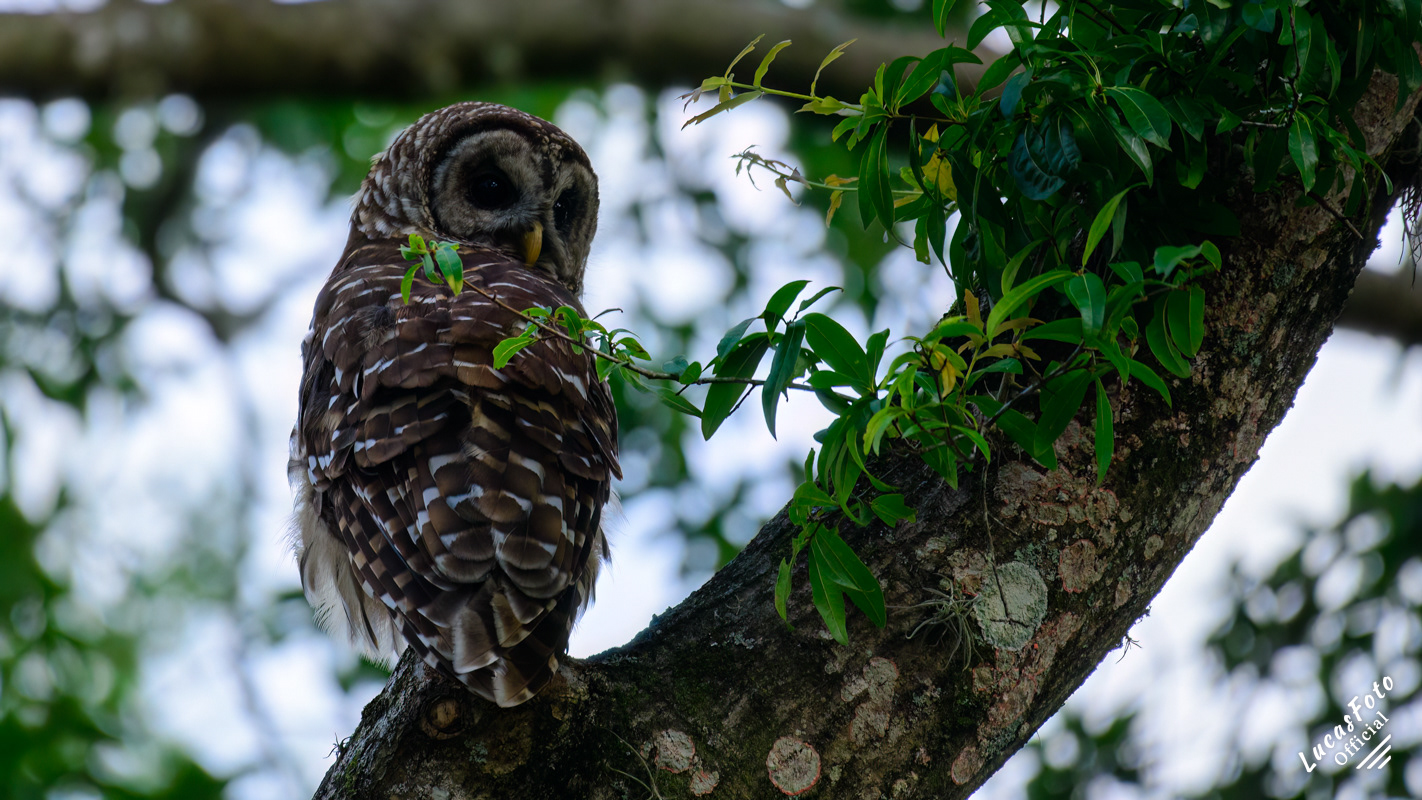 Barred Owl