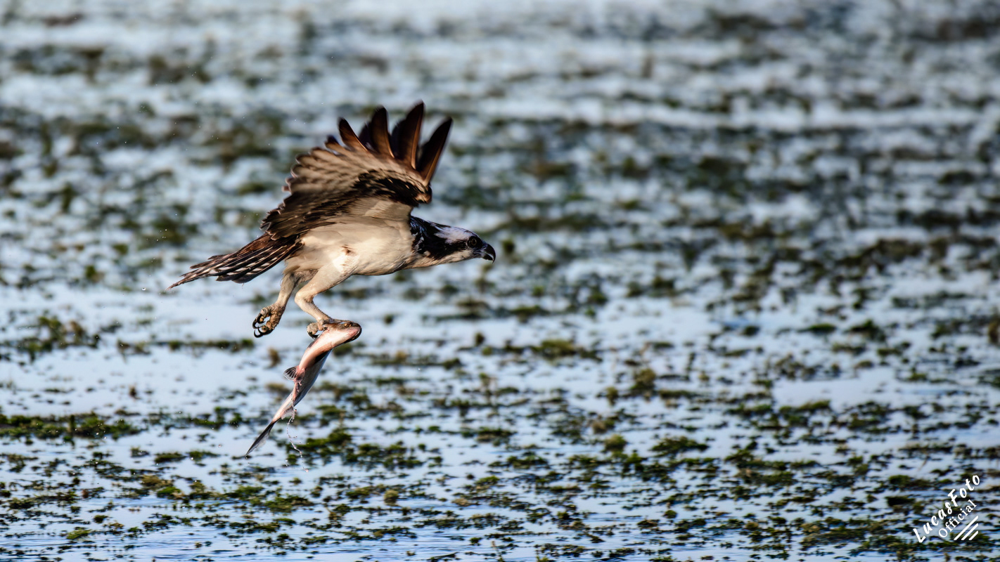 Osprey