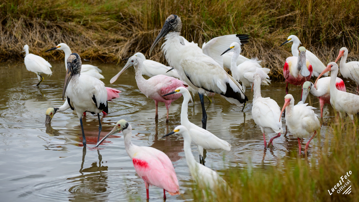 Wood Stork / Snowy Egret / White Ibis / Roseate Spoonbill