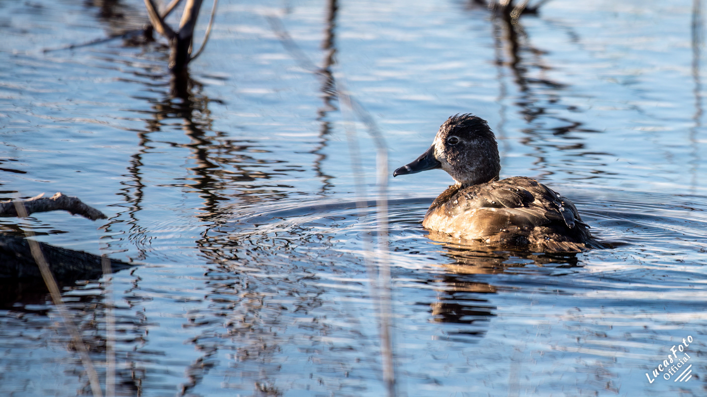 Ring-necked Duck