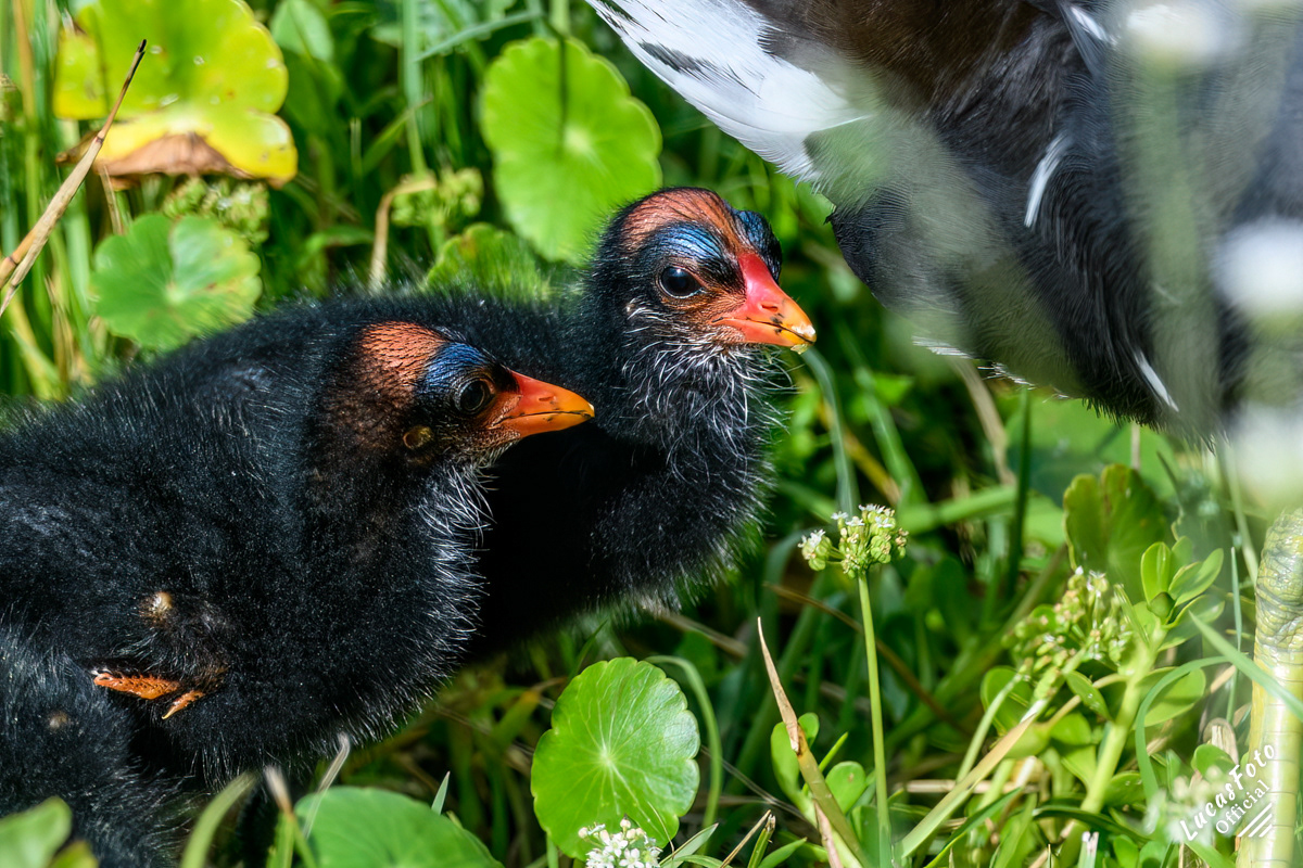 Common Gallinule