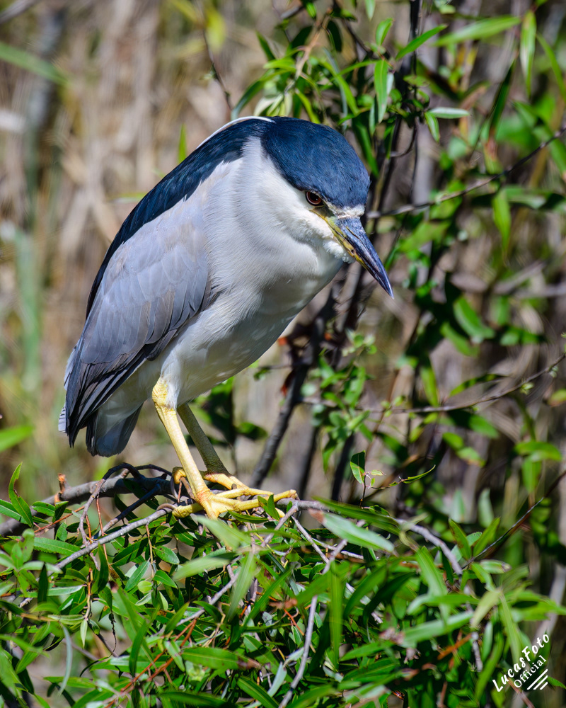 Black-crowned Night Heron