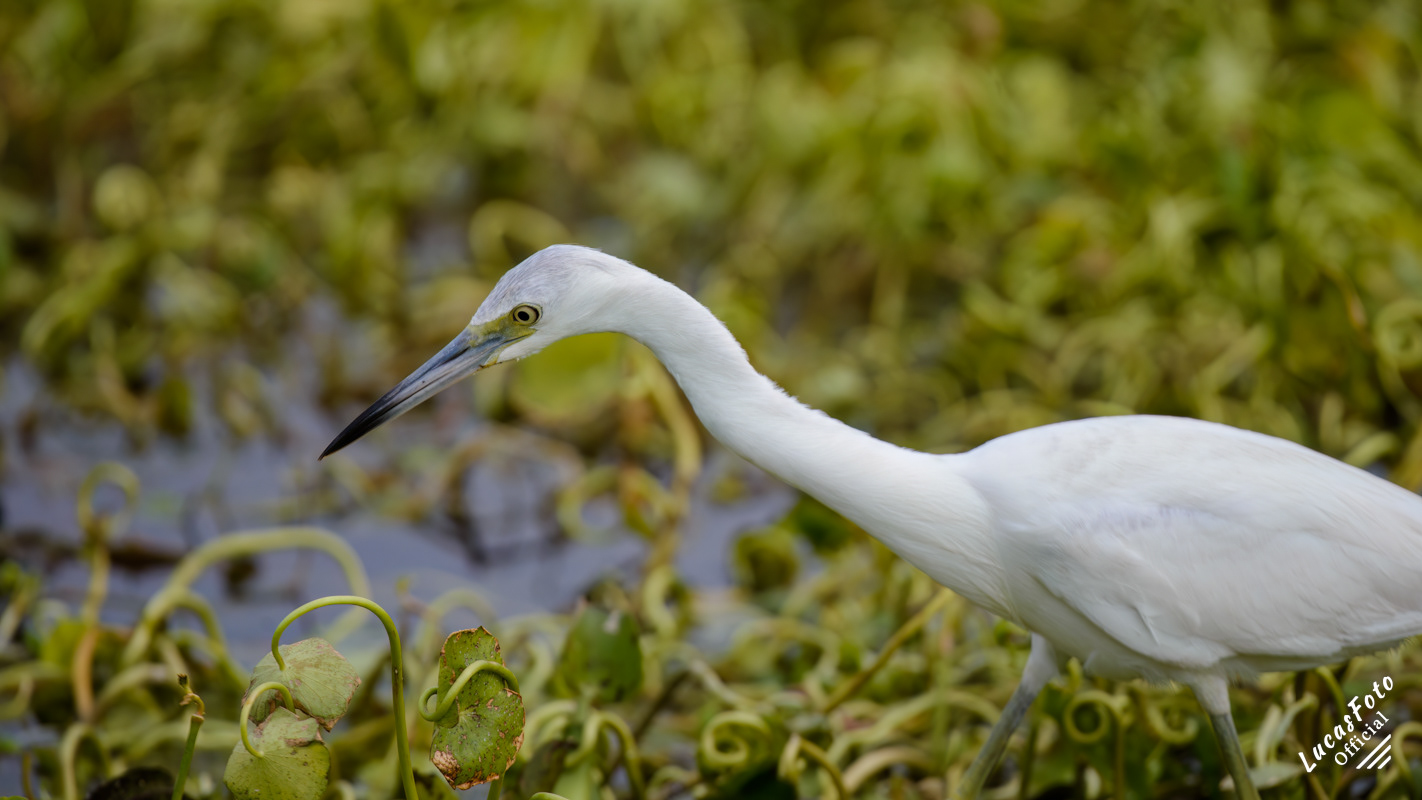 Juvenile Little Blue Heron