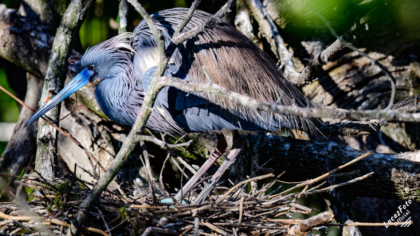 Tricolored Heron