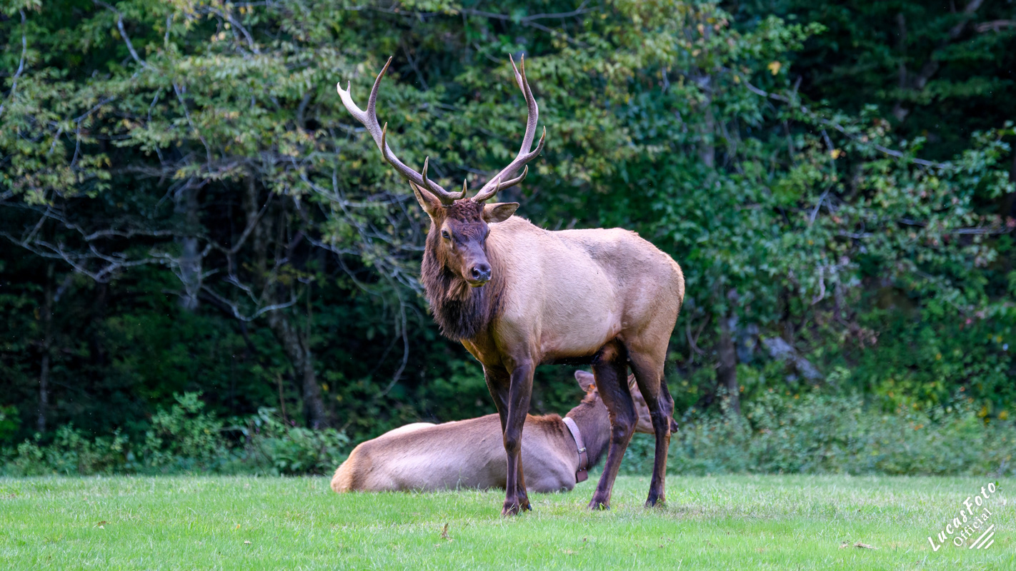 Elk