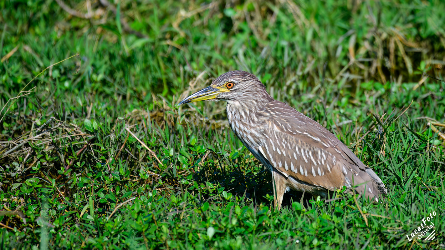 Black-crowned Night Heron