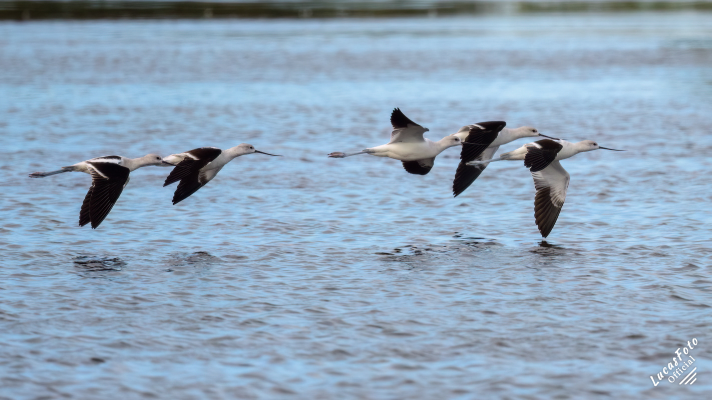 American Avocet