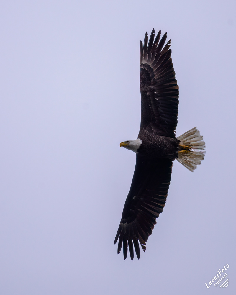 Bald Eagle