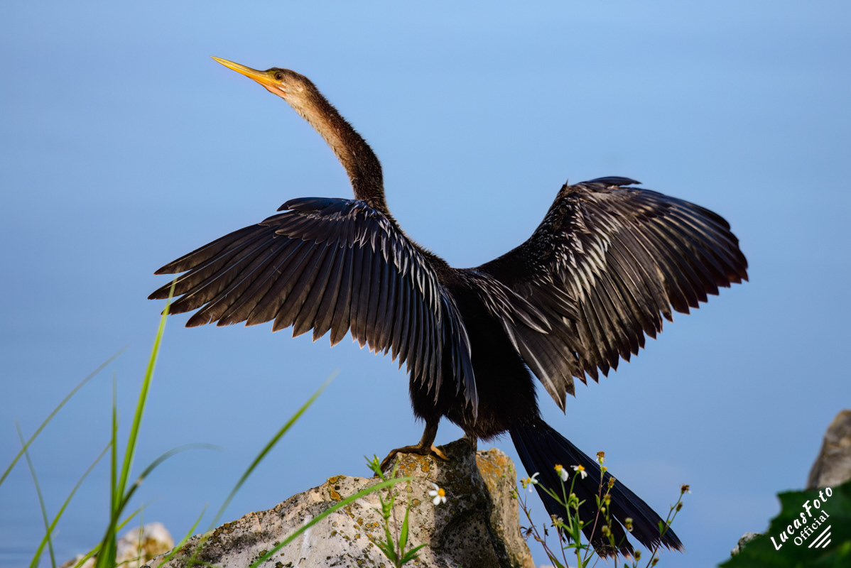 Anhinga