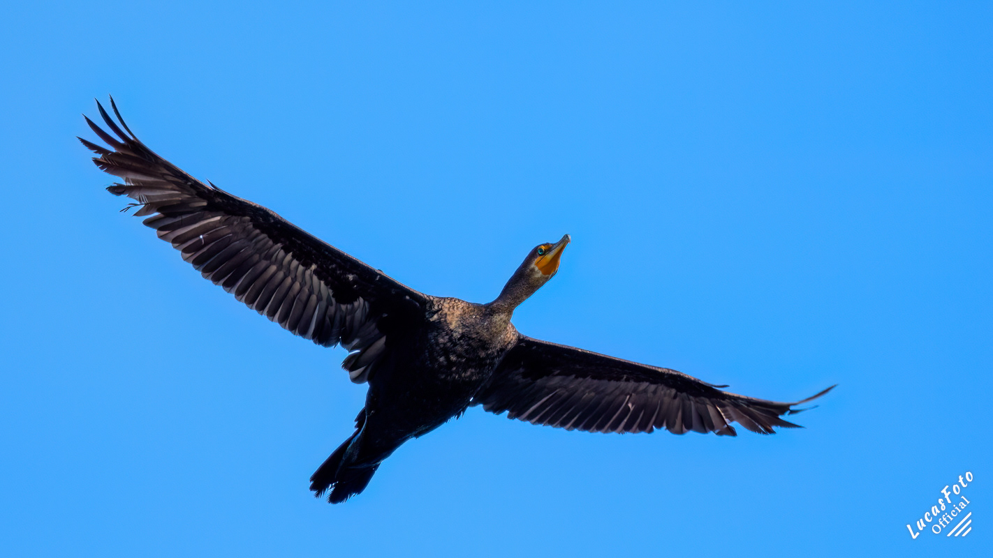Double-crested Cormorant