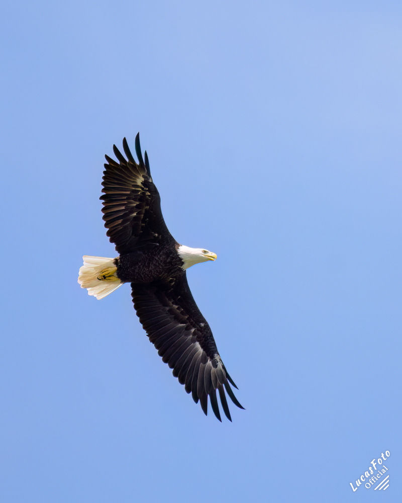 Bald Eagle