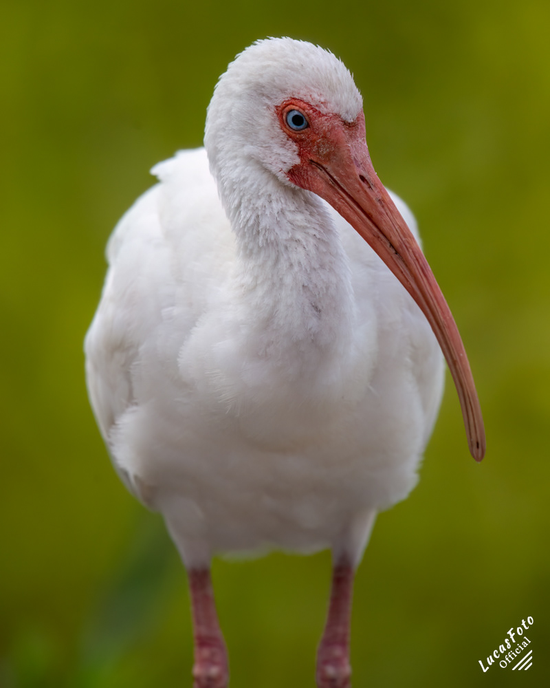 White Ibis