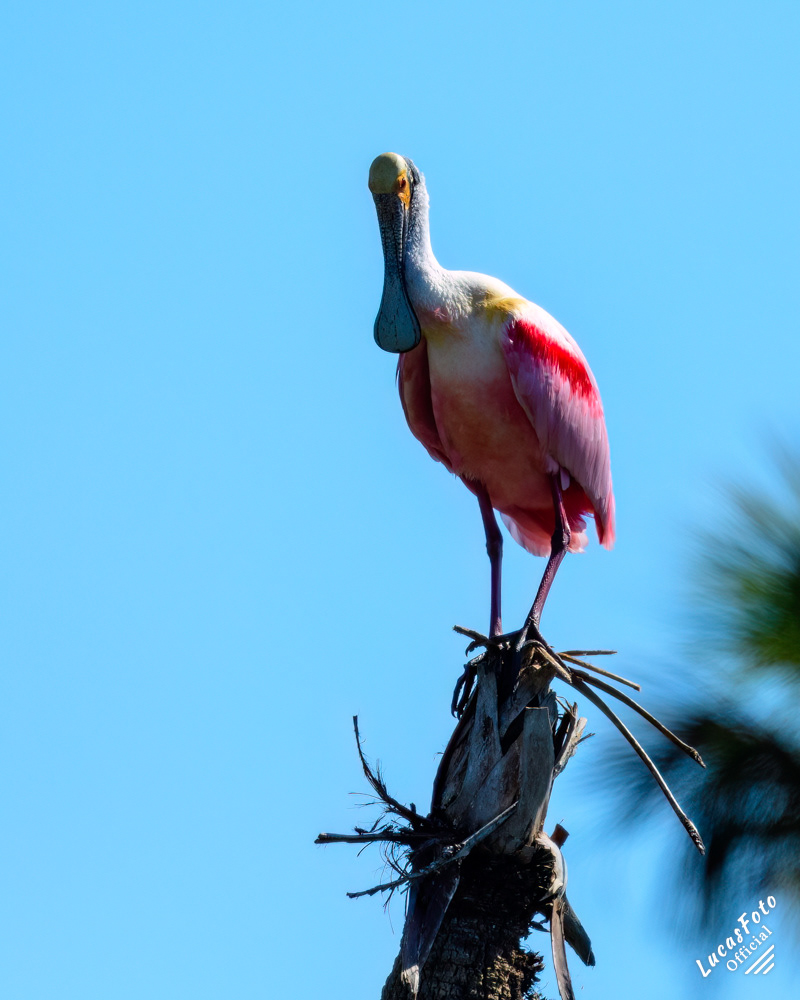 Roseate Spoonbill