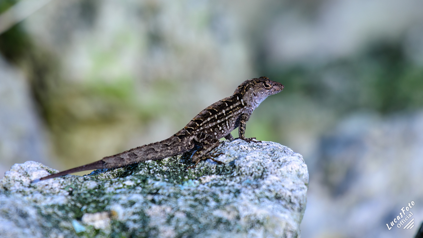 Brown Anole