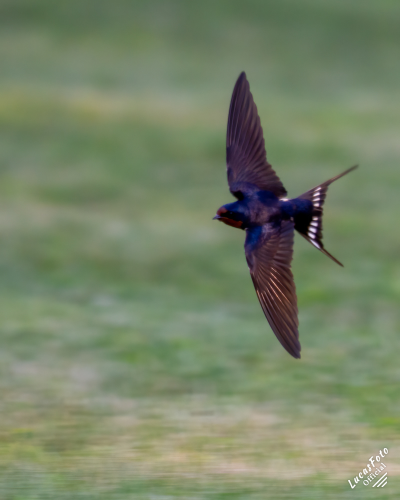Barn Swallow