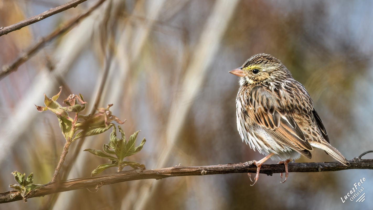Savannah Sparrow
