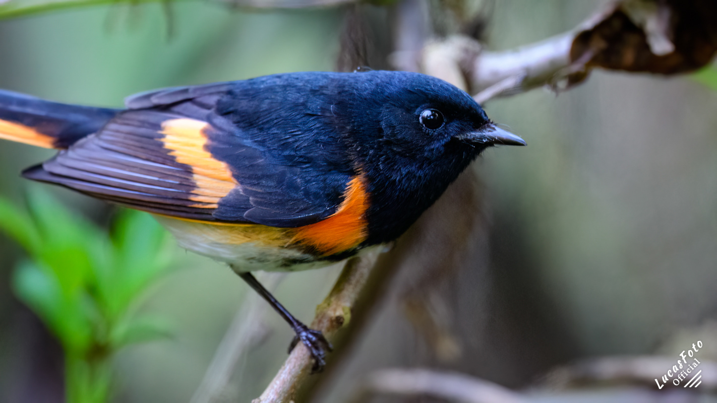 American Redstart