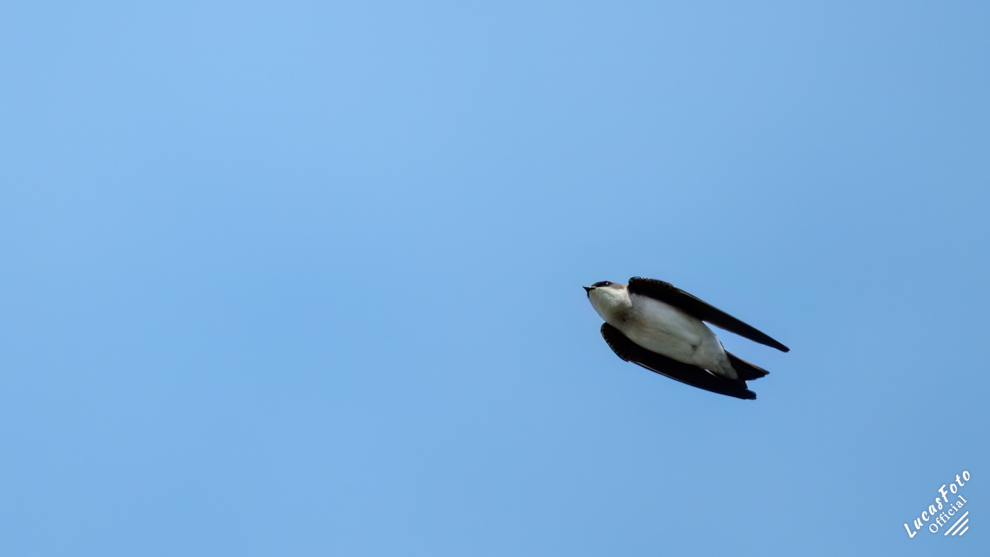 Tree Swallow