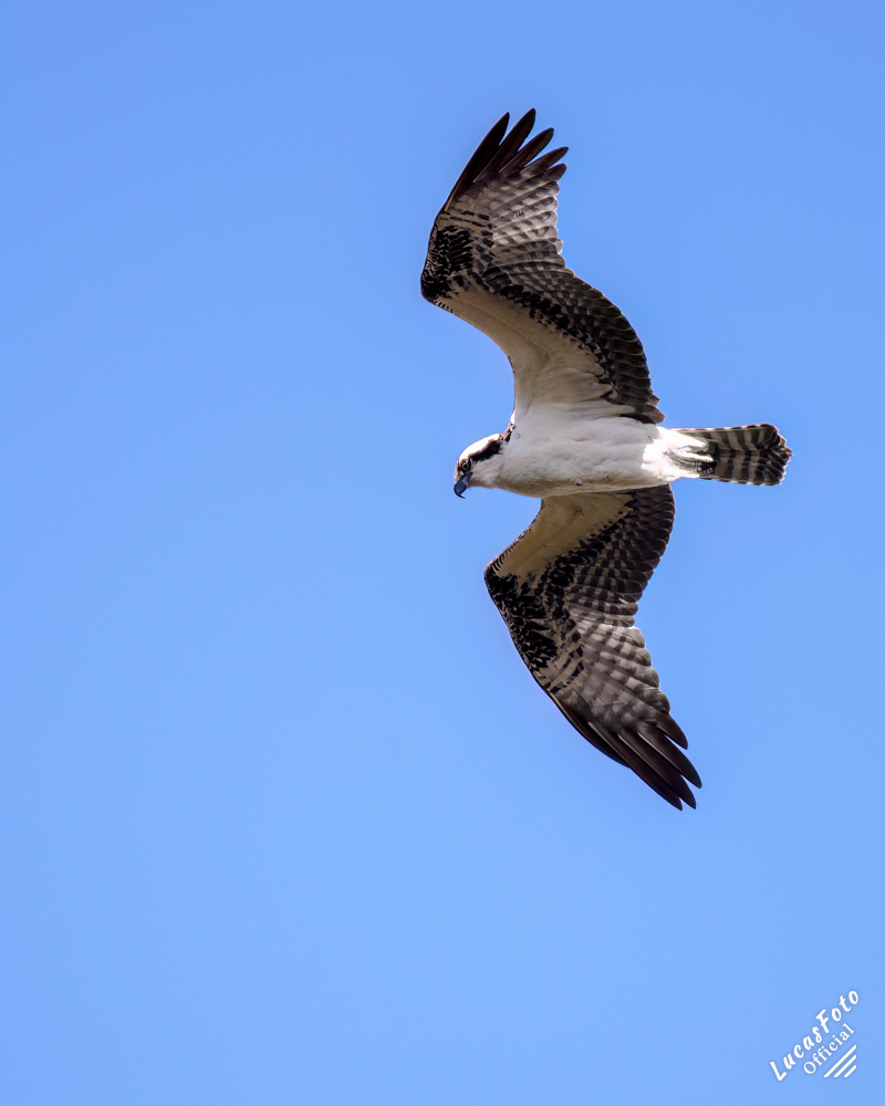 Osprey