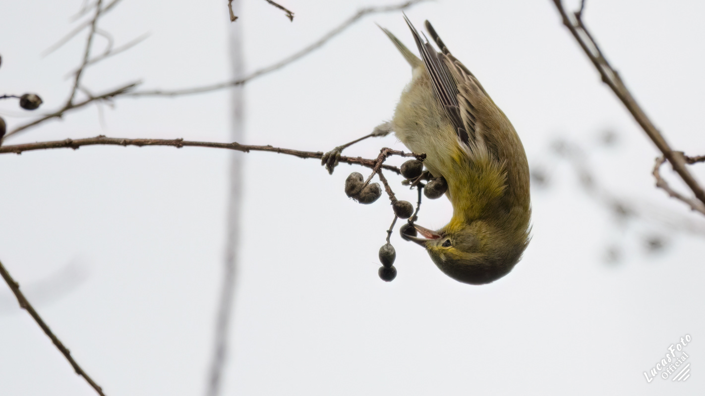 Pine Warbler