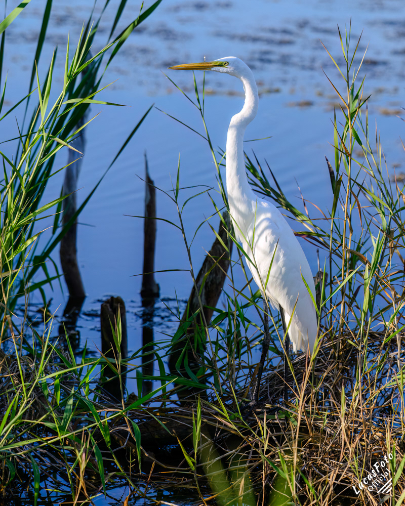 Great Egret