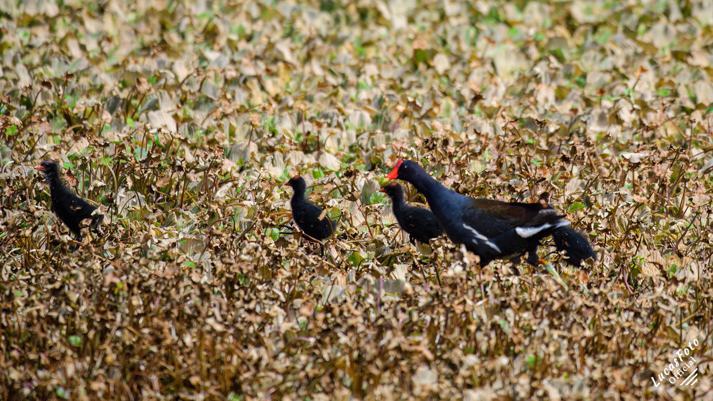 Common Gallinule