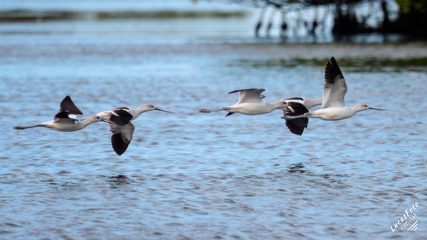 American Avocet