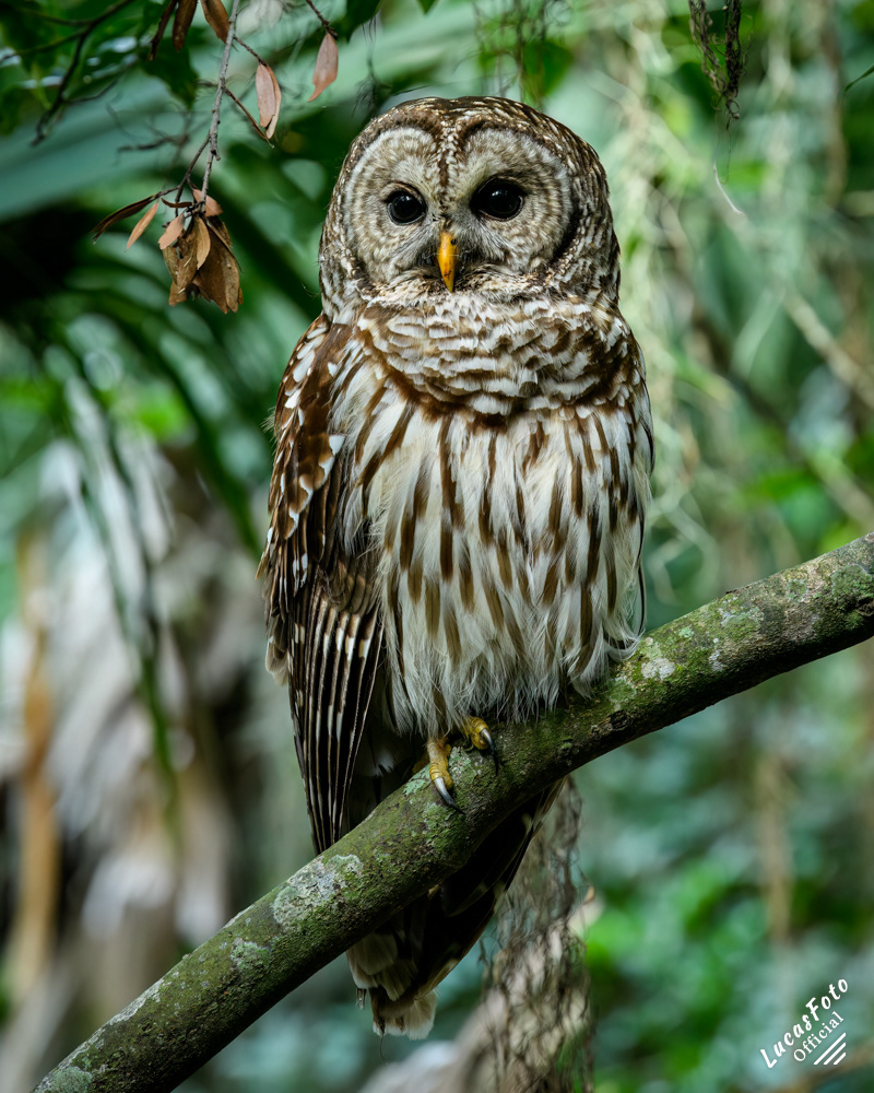 Barred Owl