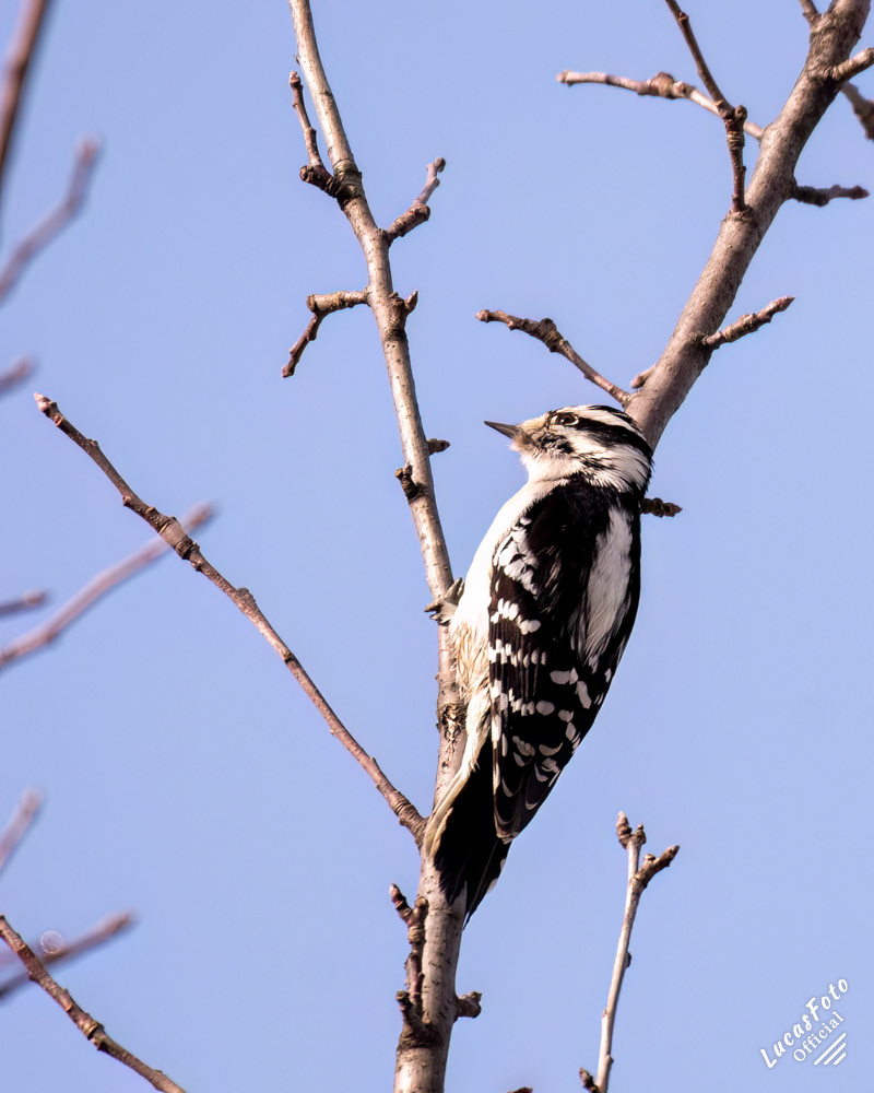 Downy Woodpecker