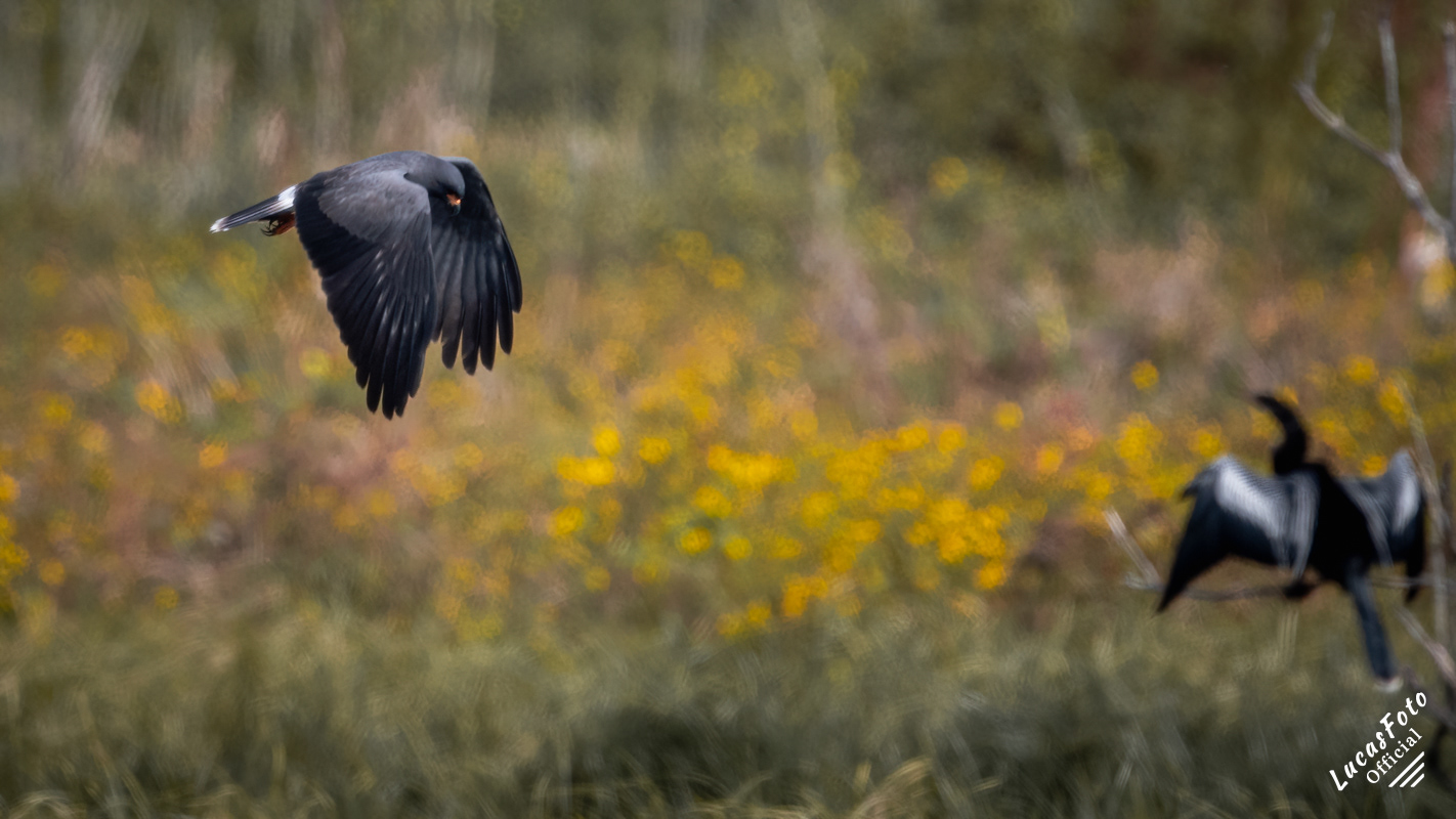Snail Kite / Anhinga