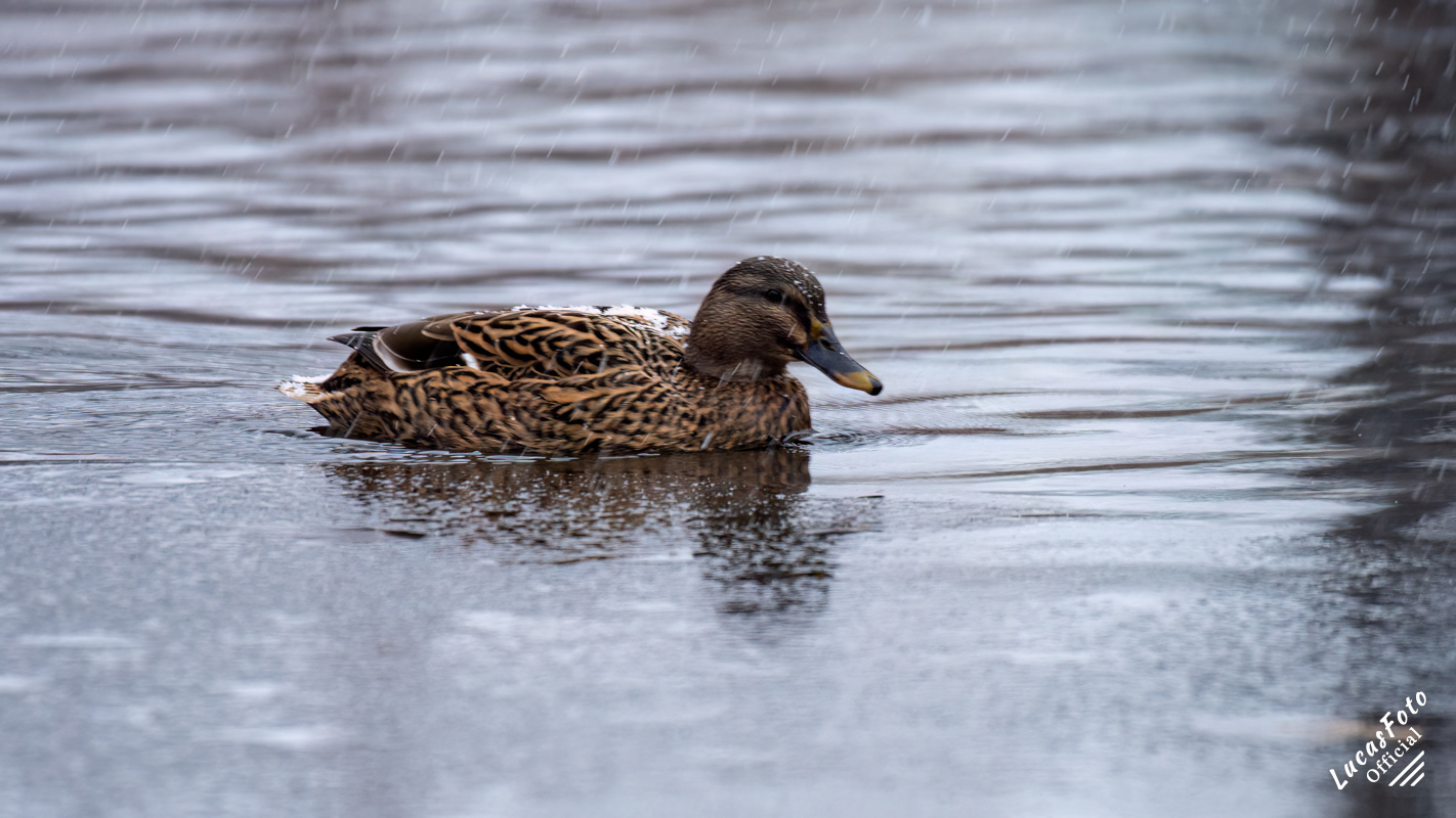 Mallard Duck
