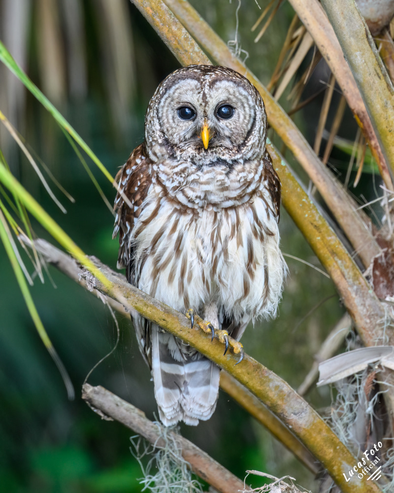 Barred Owl
