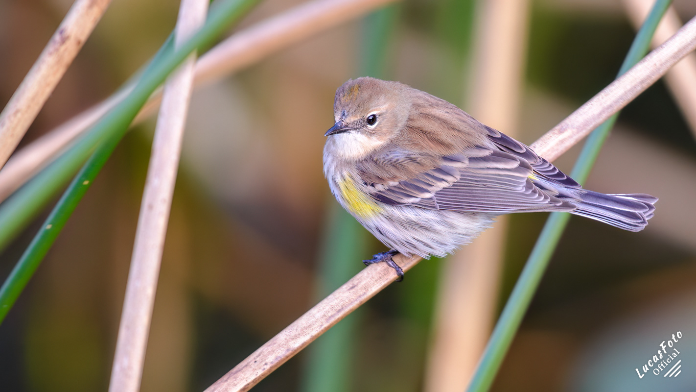Yellow-rumped Warbler