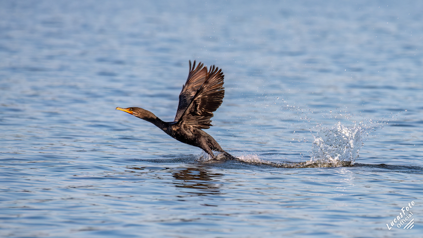 Double-crested Cormorant