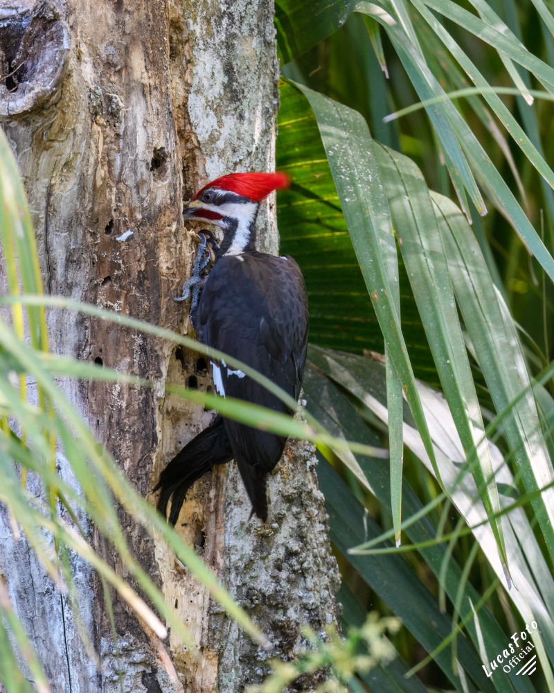 Pileated Woodpecker