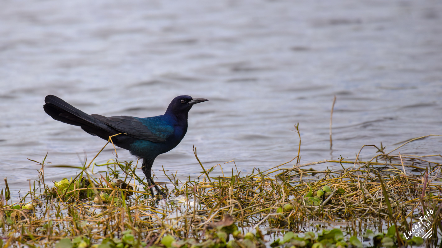 Boat-tailed Grackle