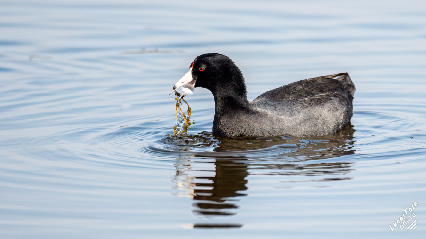 American Coot