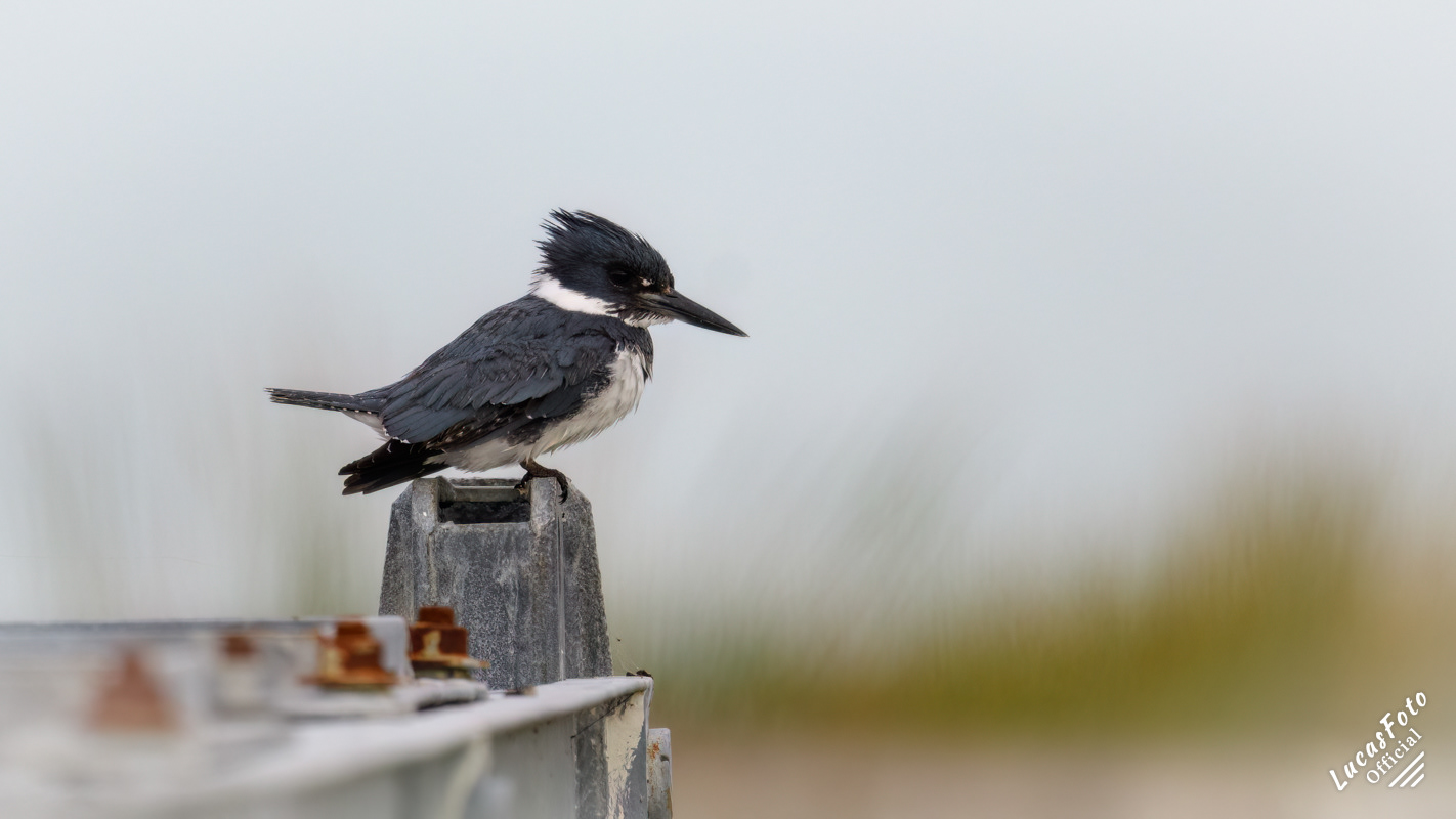 Belted Kingfisher