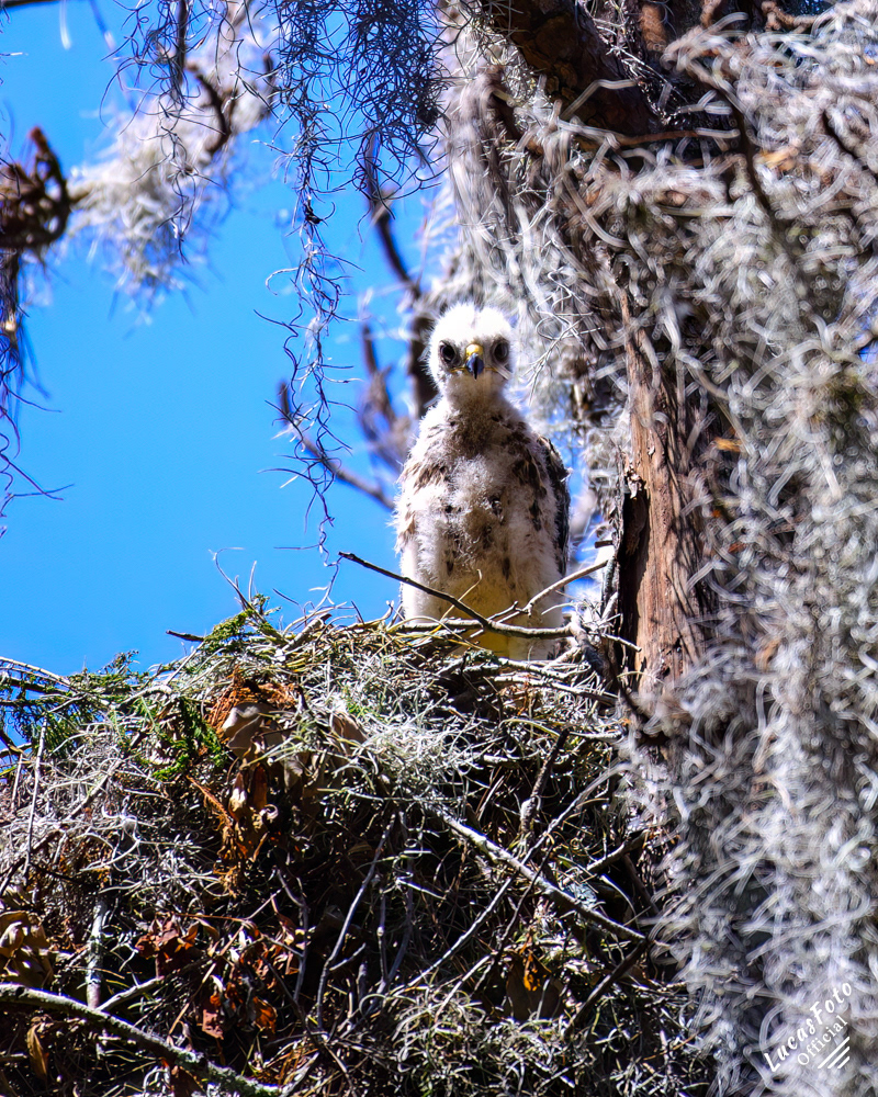 Red-shouldered Hawk