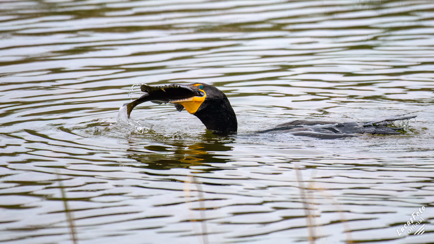 Double-crested Cormorant