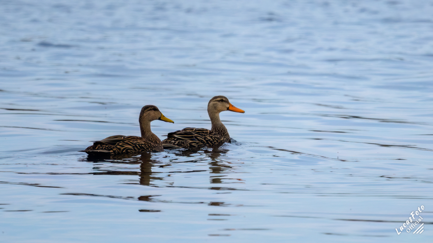 Mottled Duck