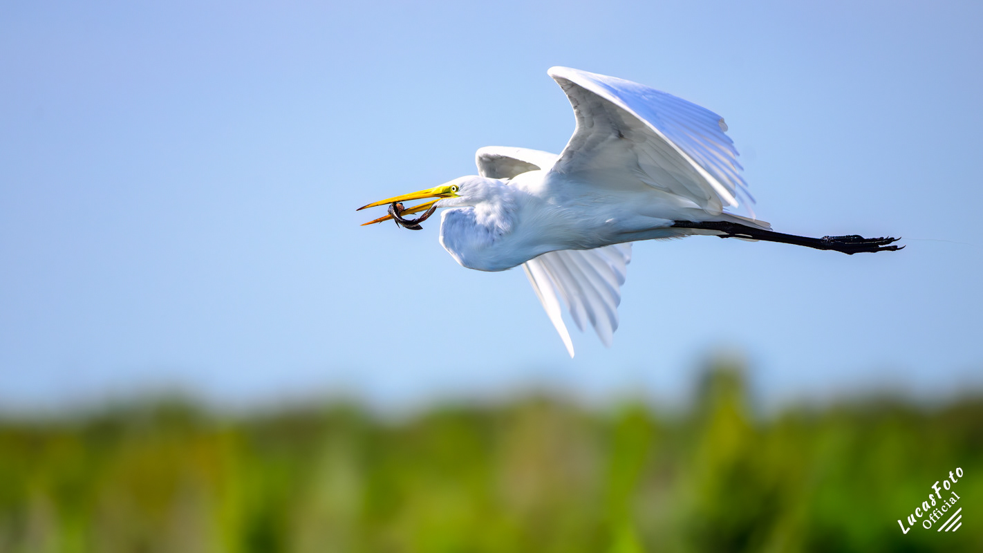 Great Egret
