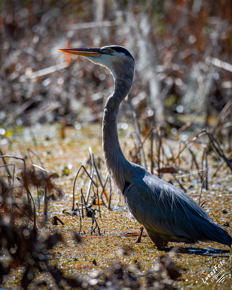 Great Blue Heron