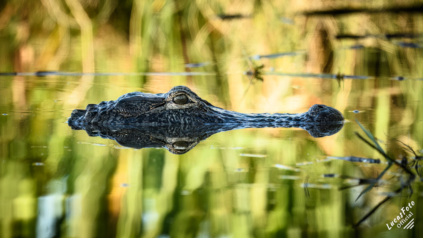 Alligator