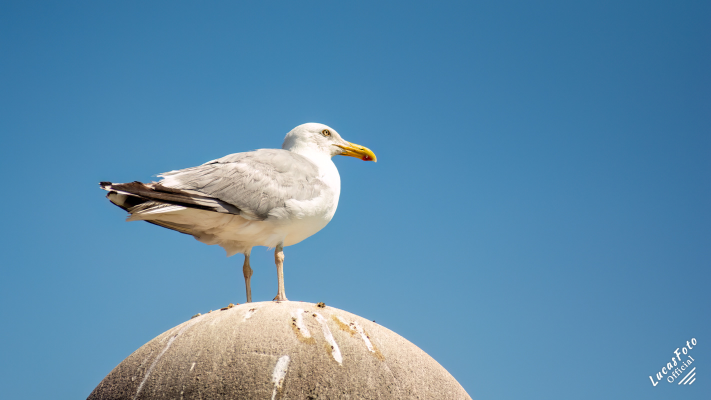 Herring Gull