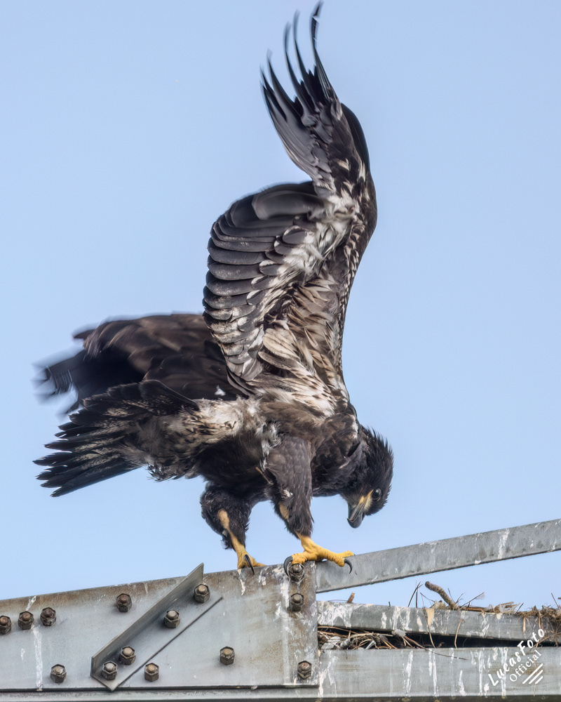 Bald Eagle