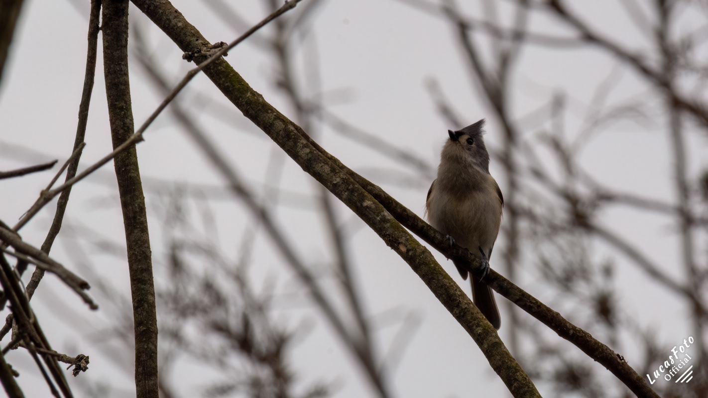 Tufted Titmouse