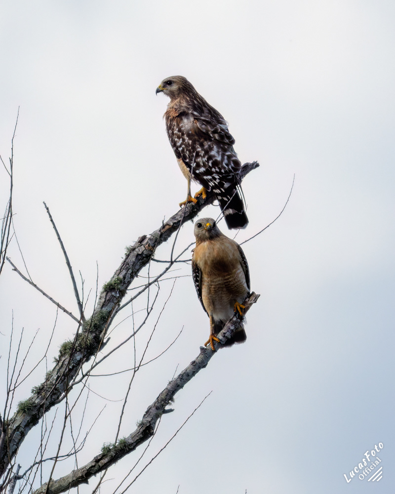 Red-shouldered Hawk