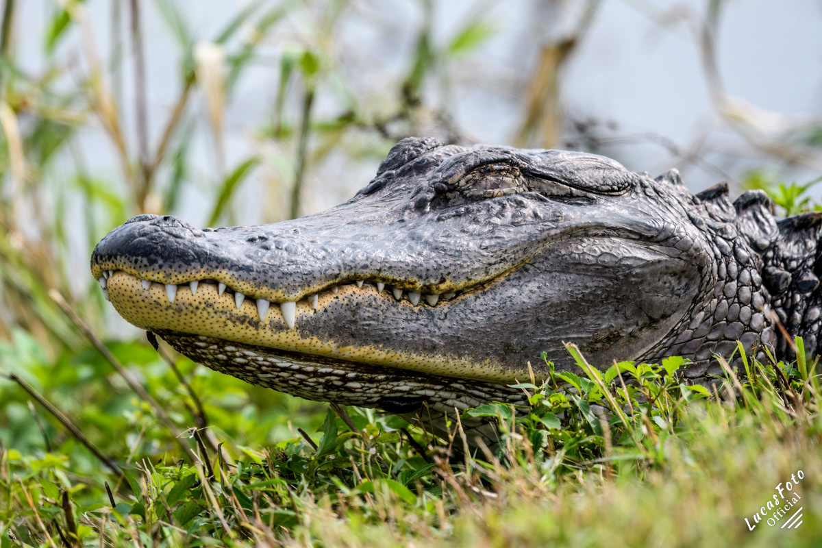Alligator